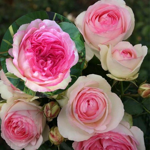 Rosa 'Eden Rose' - Roos 'Eden Rose'